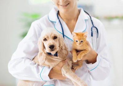 animal doctor in vellore
