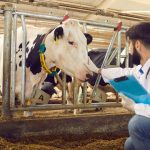 cow veterinary doctor in vellore