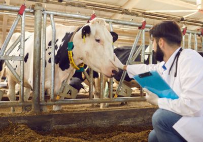 cow veterinary doctor in vellore