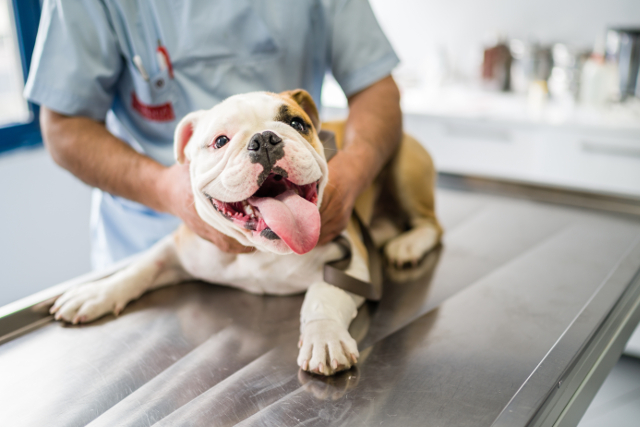 What are the common health problems treated in pet clinics?