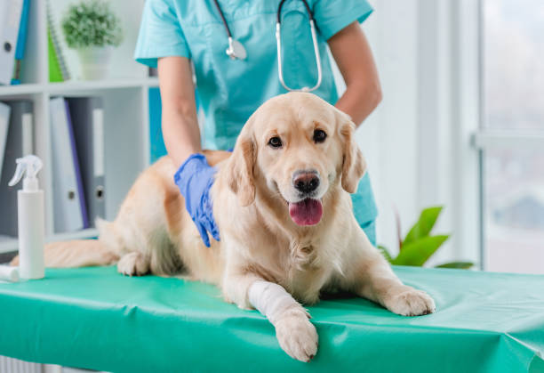 How often should I take my pet to a veterinary clinic?