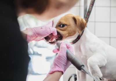 Does a Pet Clinic in Vellore provide dental care for pets?
