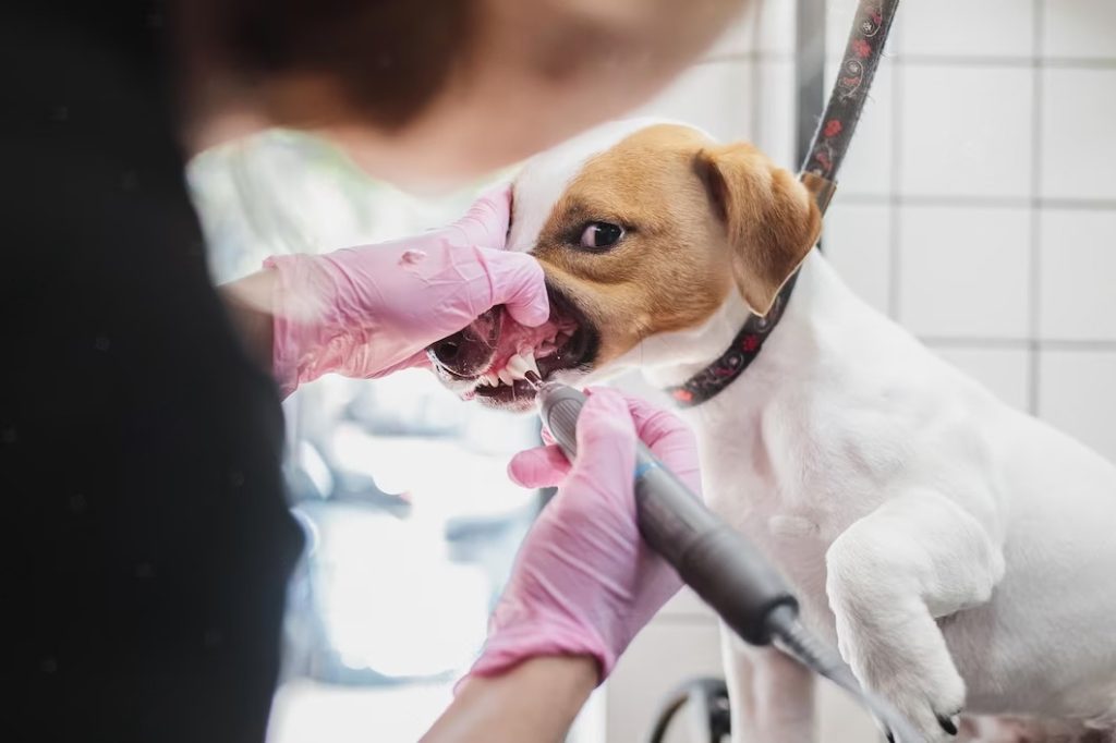 Does a Pet Clinic in Vellore provide dental care for pets?