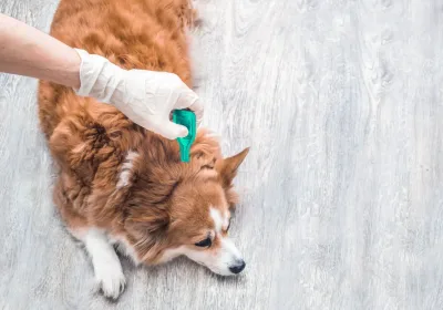How important is parasite prevention for pets?
