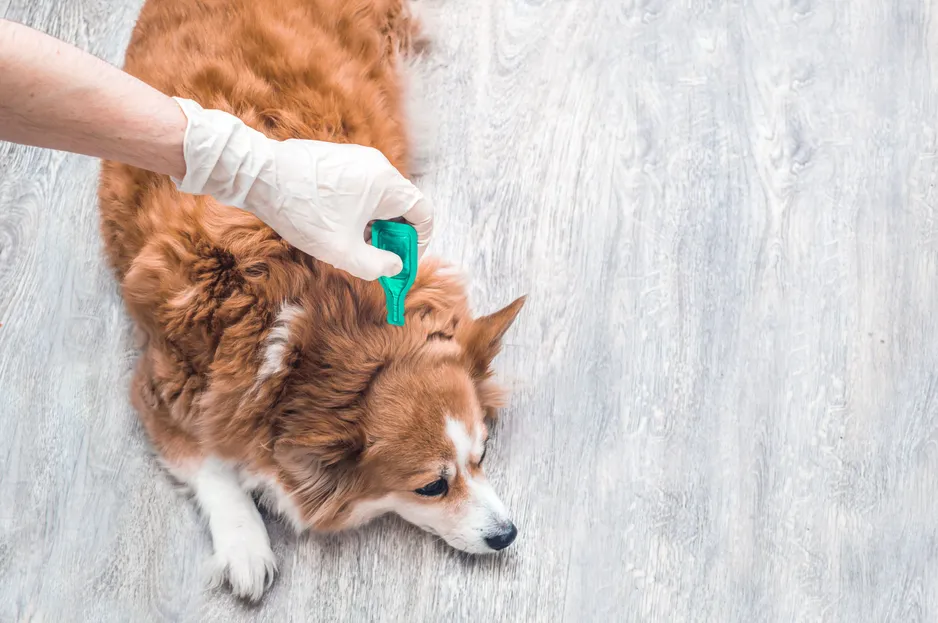 How important is parasite prevention for pets?