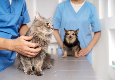 How do I choose the best pet clinic in Vellore?
