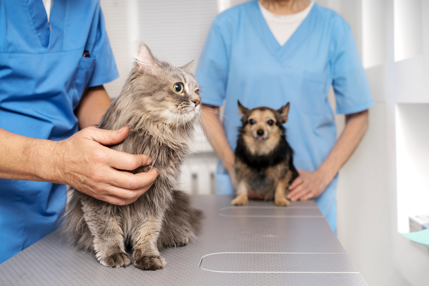 How do I choose the best pet clinic in Vellore?
