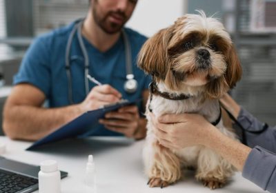 How do I maintain my pet’s overall health?