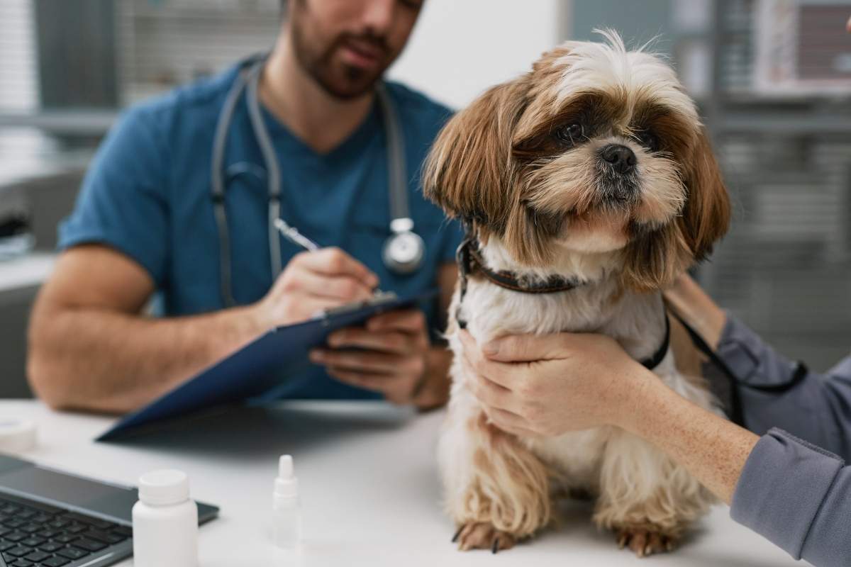 How do I maintain my pet’s overall health?